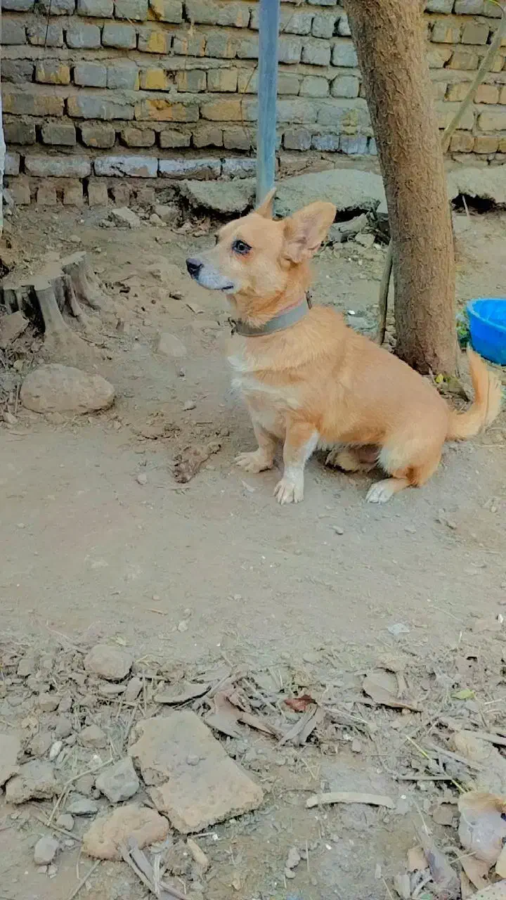 سگ نگهبان|سگ|گرمسار, |دیوار