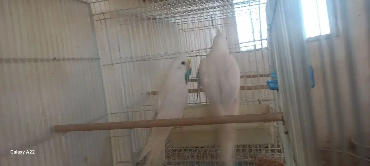 عروس هلندی آلبینو|پرنده|گرگان, |دیوار