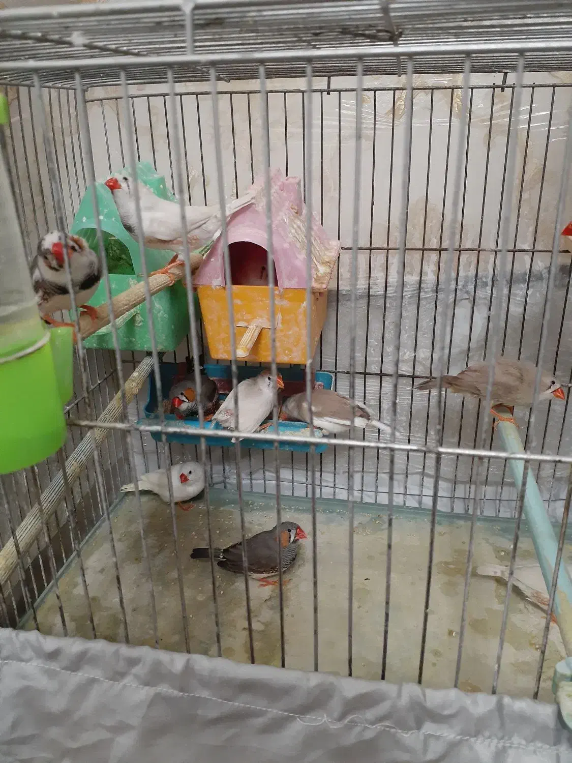 فینج|پرنده|تبریز, |دیوار