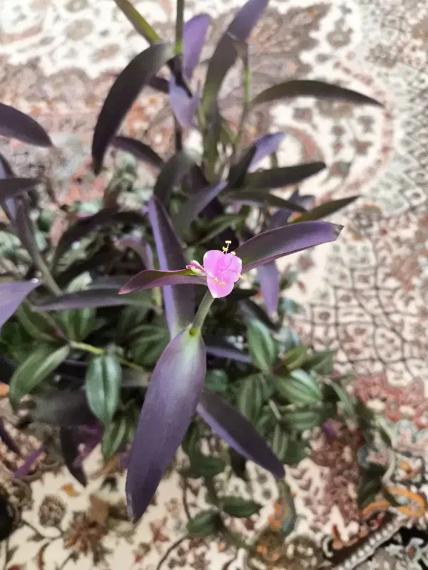 زیبا وشاداب|گل مصنوعی|سقز, |دیوار