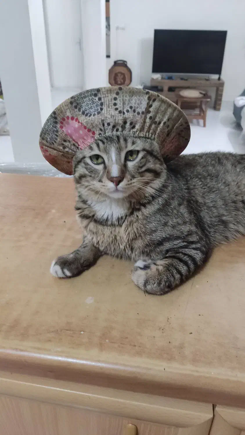 واگذاری گربه رایگان|گربه|تهران, افسریه شمالی|دیوار