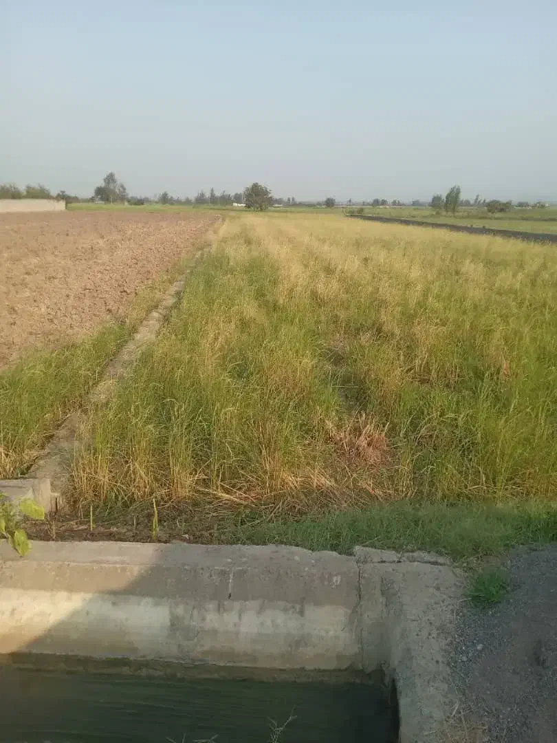 فروش ۲۰۰۰ متر زمین کشاورزی،سرخ کلا آمل|فروش زمین و ملک کلنگی|زرگرشهر, |دیوار