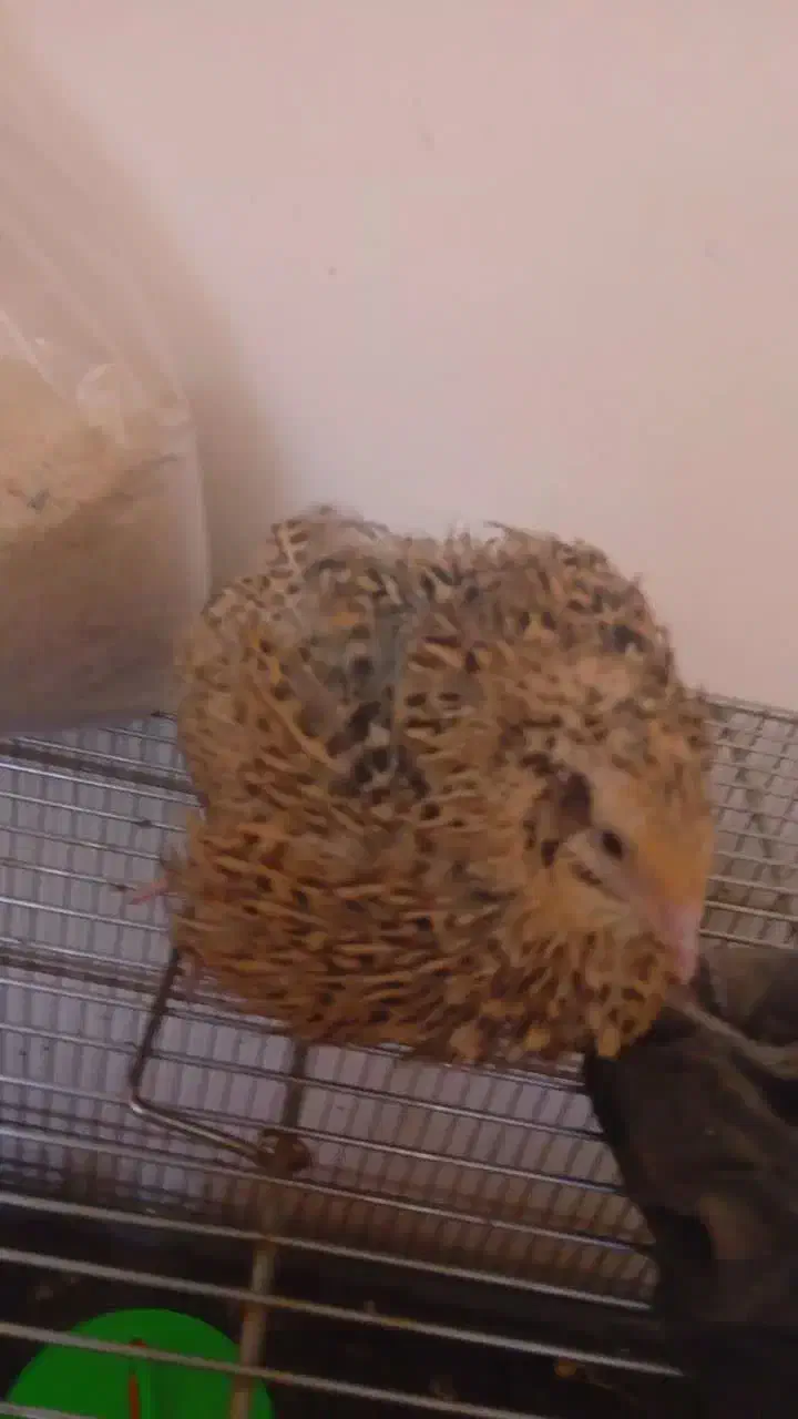 بلدرچین|حیوانات مزرعه|مشهد, عامل|دیوار