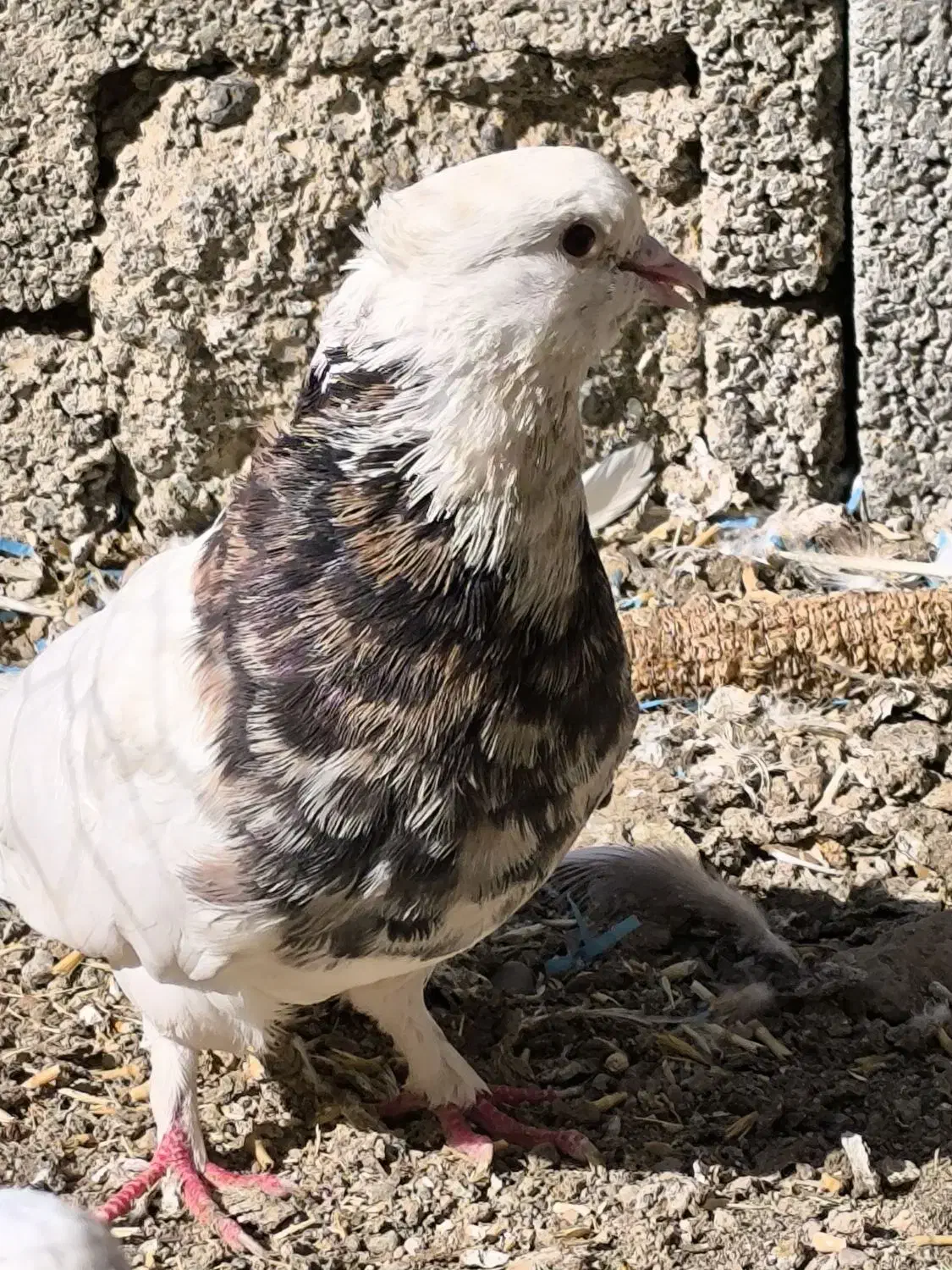 کبوتر طوقی5 عدد|پرنده|بیلوار, |دیوار