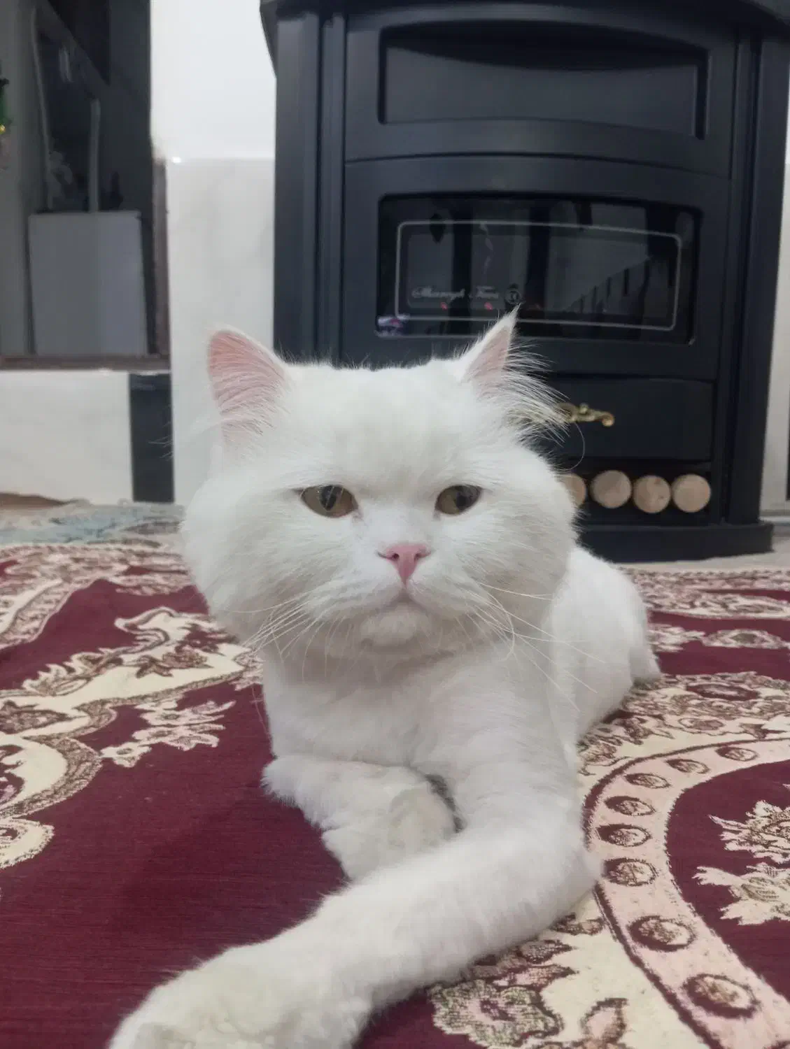 گربه خانگی|گربه|ارومیه, |دیوار