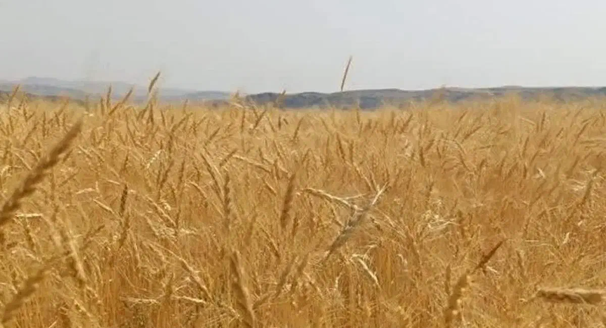 گندم دیم|خدمات باغبانی و درختکاری|دهگلان, |دیوار