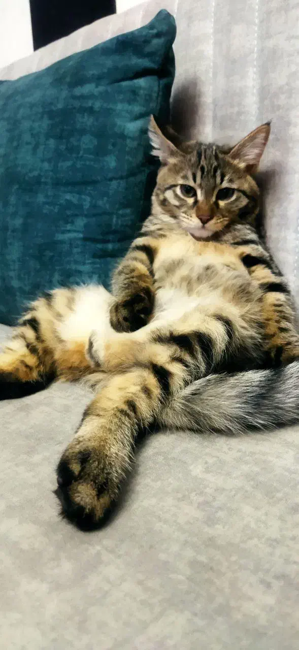 گربه گم شده|حیوانات|زاهدان, |دیوار