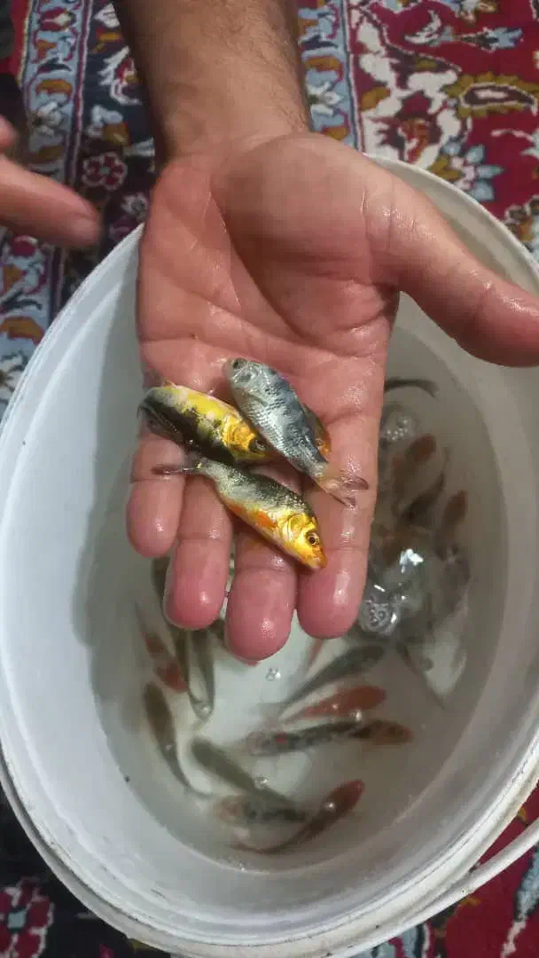 ماهی کوی|ماهی|سنگر, |دیوار