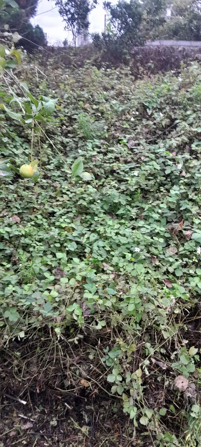 علف تراشی و چمن زنی و قطع انواع درخت|خدمات باغبانی و درختکاری|سرخرود, |دیوار