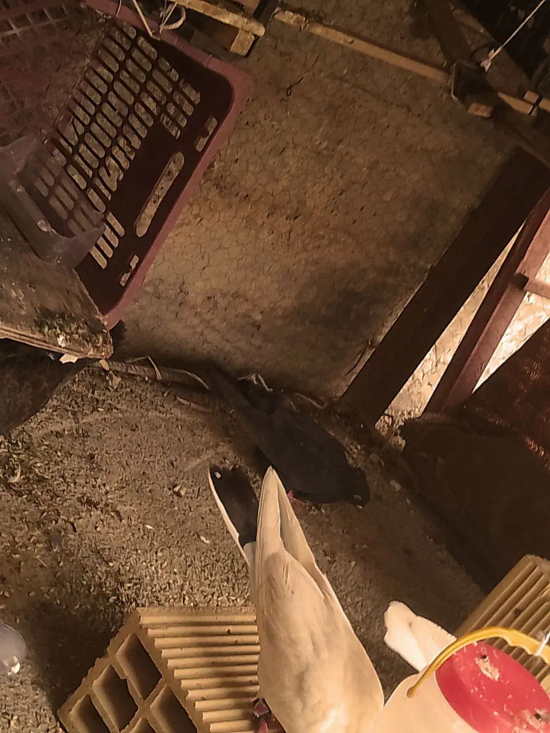 کبوتر|پرنده|سرپل ذهاب, |دیوار