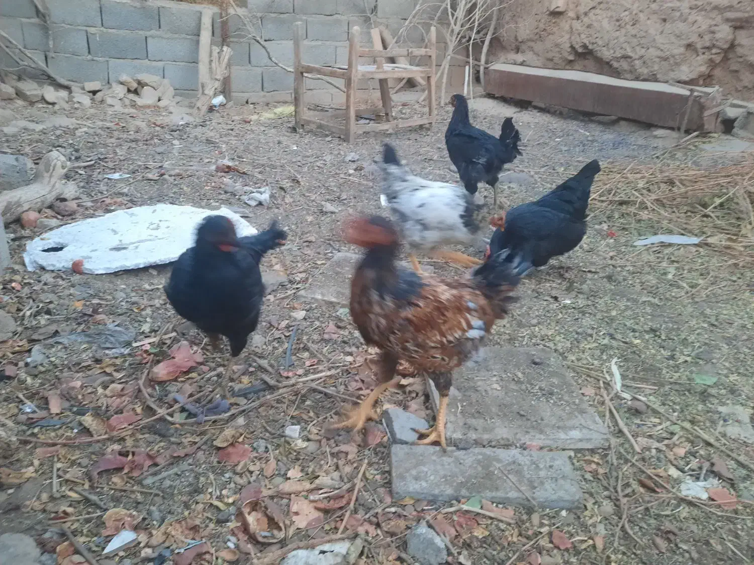 مرغ جوان|حیوانات مزرعه|کاشمر, |دیوار