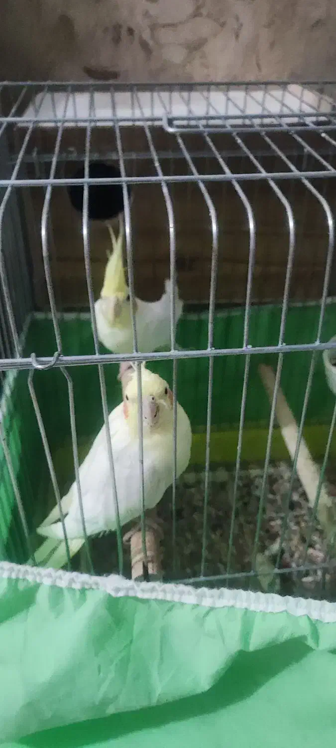 عروس لوتینو مولد تخفیف هم داره|پرنده|همدان, |دیوار