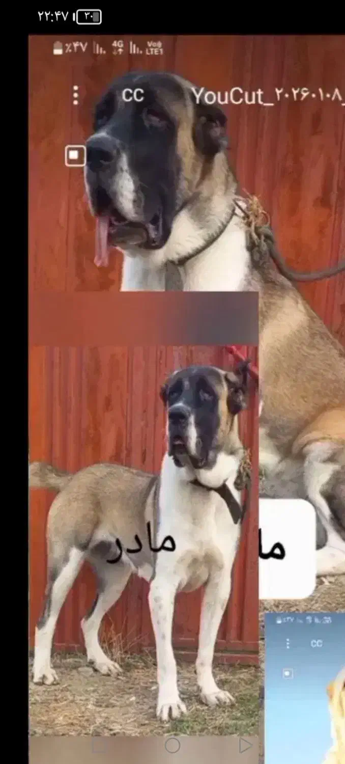 توله سگ|سگ|نیشابور, مازول|دیوار