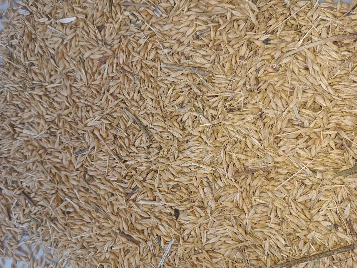 جو طارم|لوازم جانبی حیوانات|گیلوان, |دیوار