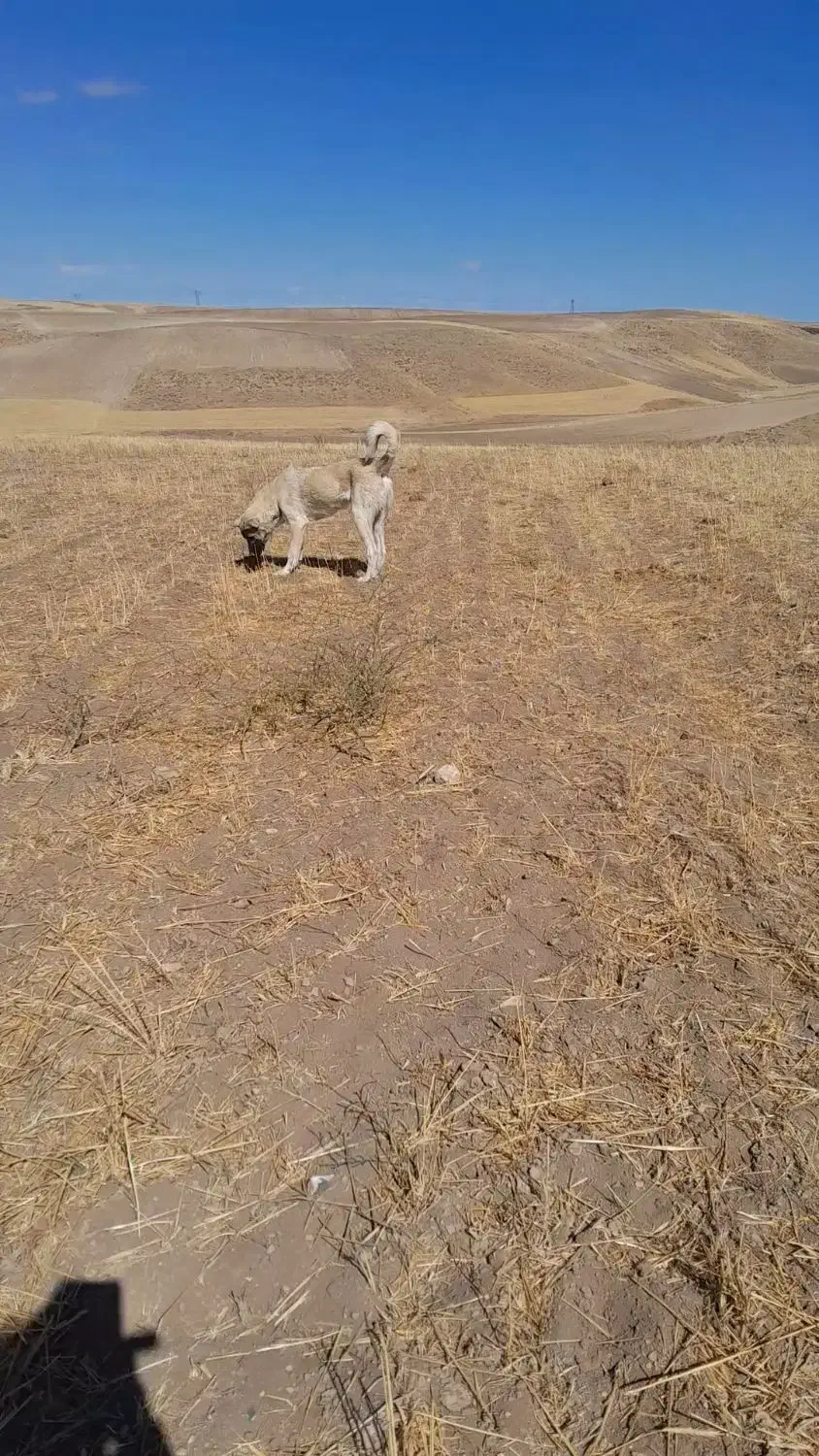 قیمت توافقی|سگ|هشترود, |دیوار