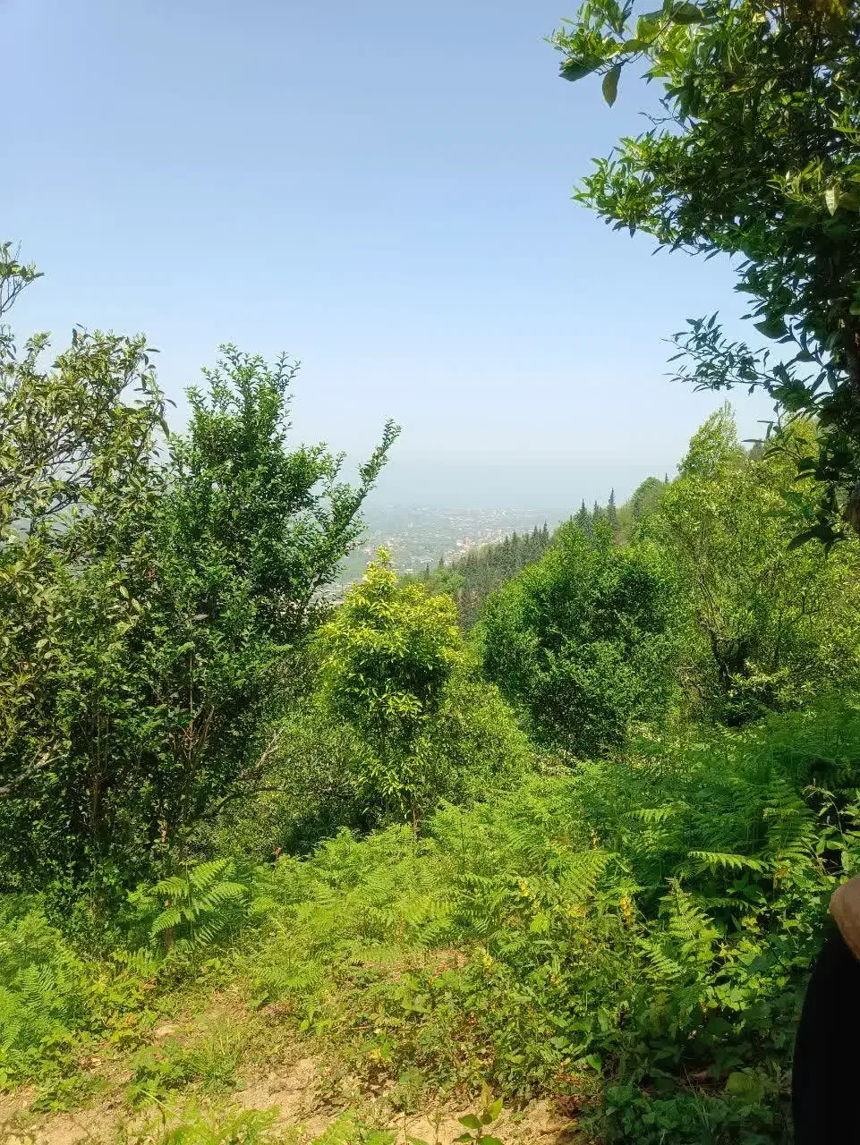 زمین۲۷۵متری،مسکونی تودارک تنکابن،باویو جنگل و دریا|فروش زمین و ملک کلنگی|دالخانی, |دیوار