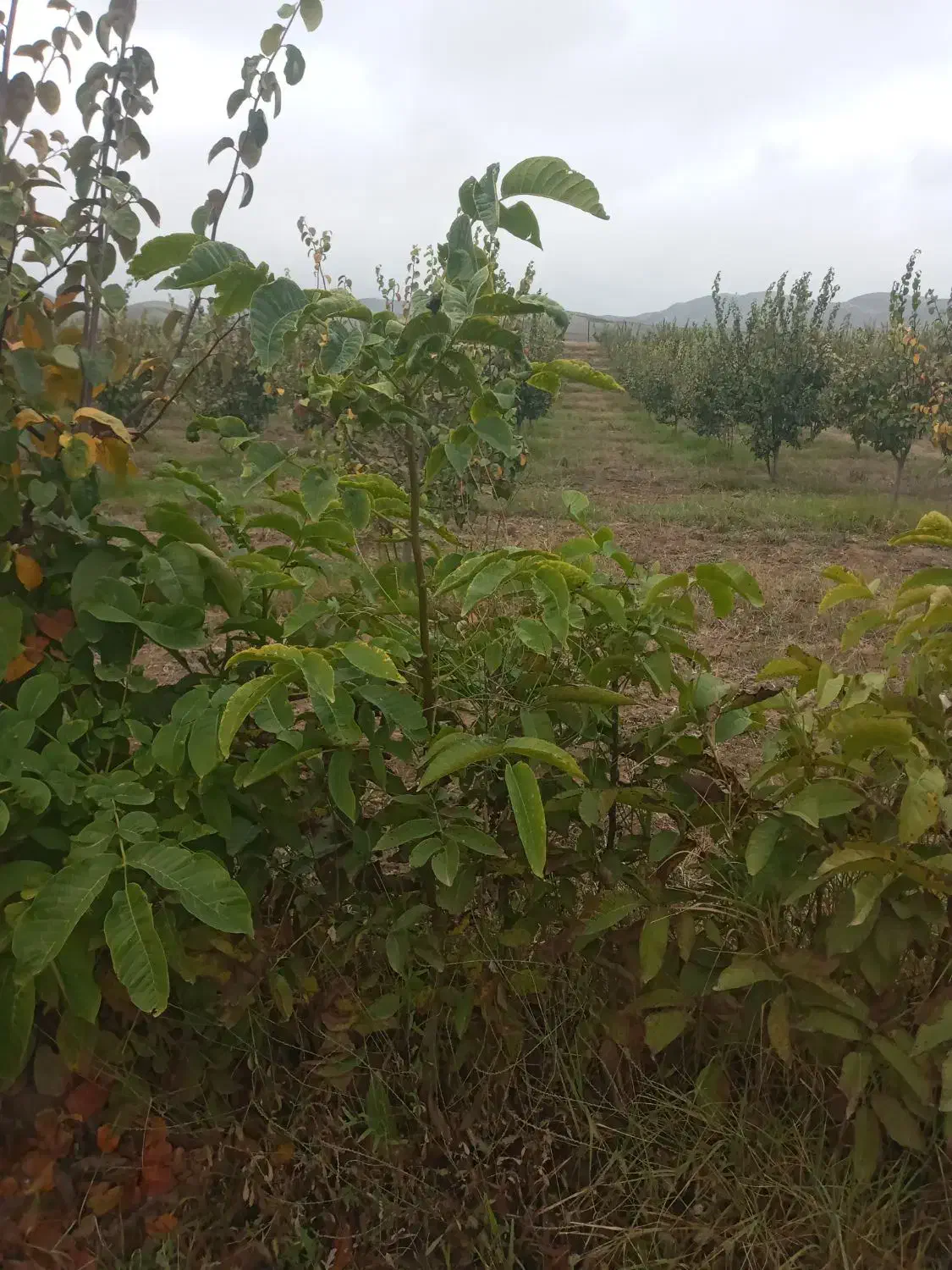 نهال درخت گردو|خدمات باغبانی و درختکاری|انگوت, |دیوار