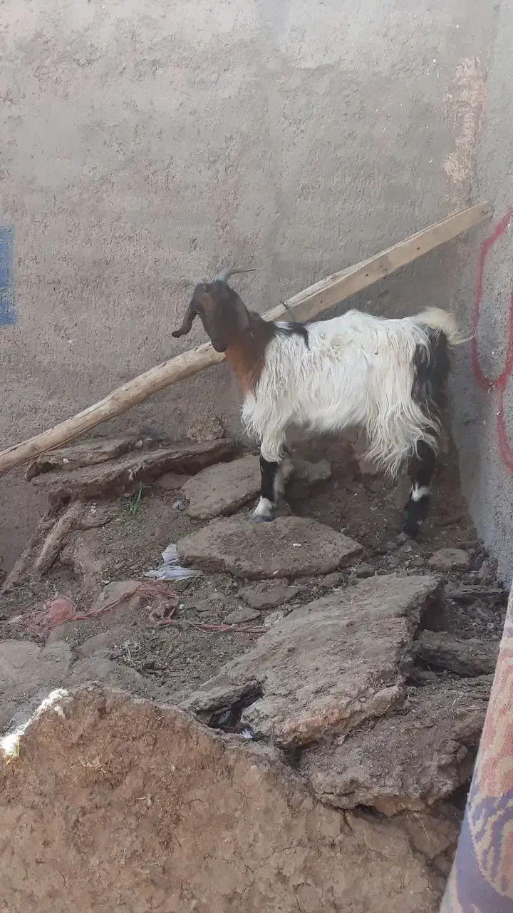 کهره|حیوانات مزرعه|حمیدیا, |دیوار