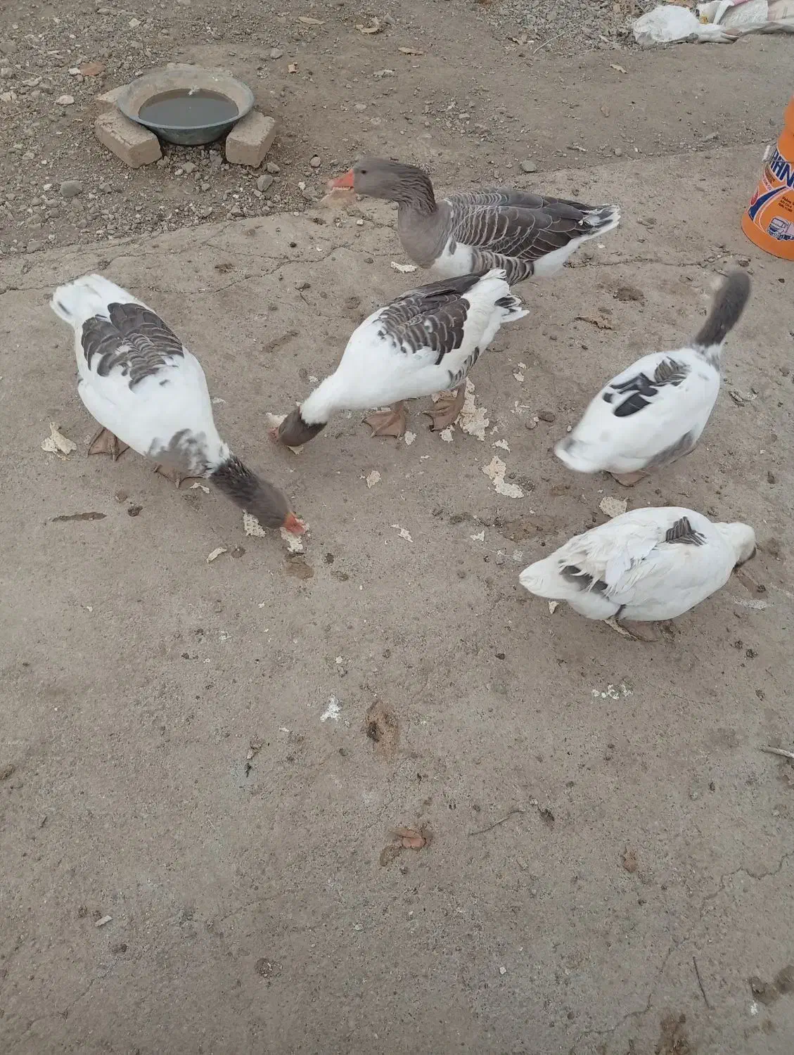 5 تا غاز|حیوانات مزرعه|بروجرد, |دیوار