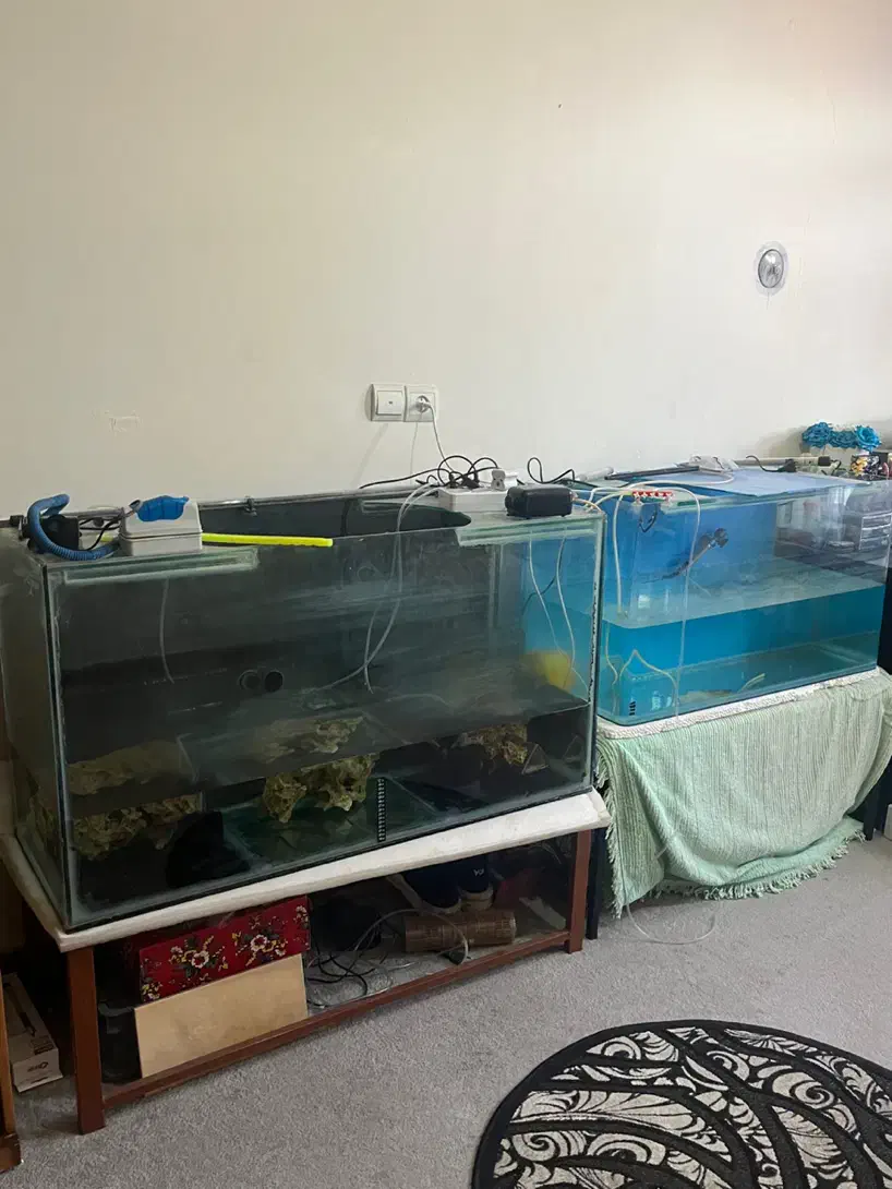 اکواریوم|ماهی|خرم‌آباد, |دیوار