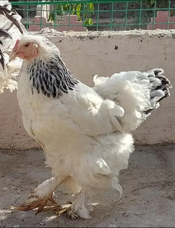 مولد برهما ۳مرغ و یک خروس|حیوانات مزرعه|نسیم‌شهر, |دیوار