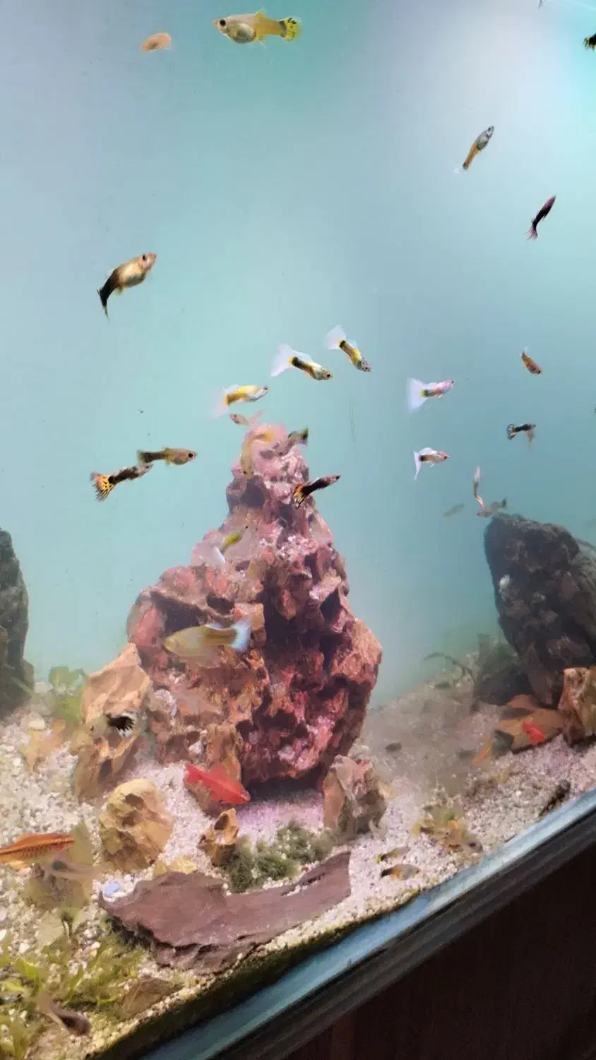 ماهی گوپی|ماهی|یزد, |دیوار