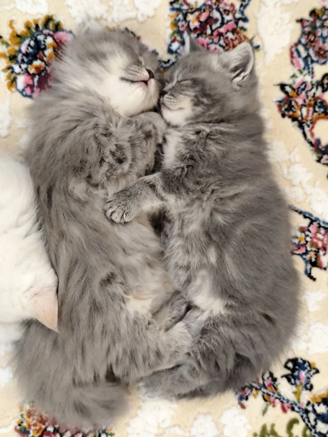 گربه بریتیش|گربه|رشت, گلسار|دیوار