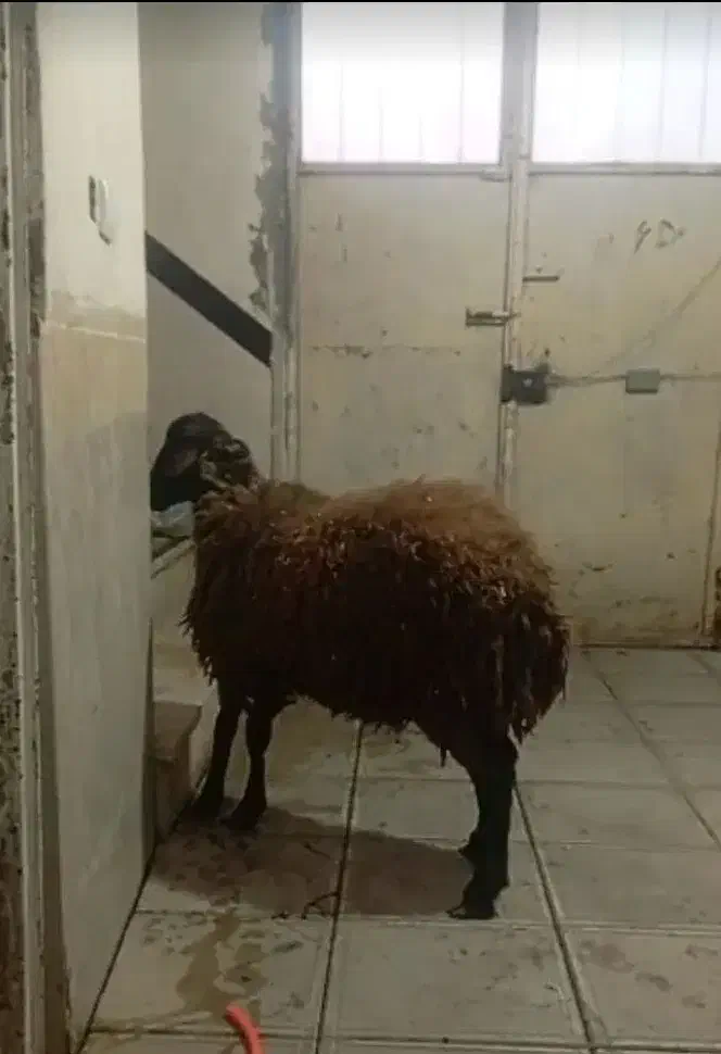 همو زیگوت   یا چند قلو زا|حیوانات مزرعه|کلاترزان, |دیوار