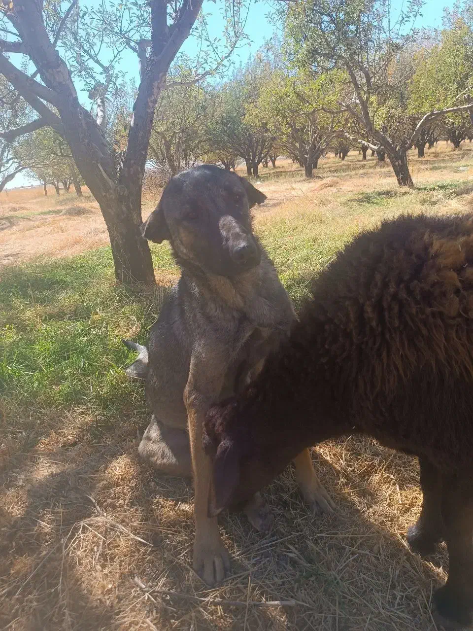 واگذاری ماده عراقی|سگ|سراجو, |دیوار