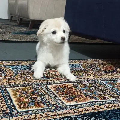 توله سه ماهه فوق‌العاده خوشگل و بازیگوش|سگ|قم, صفائیه|دیوار