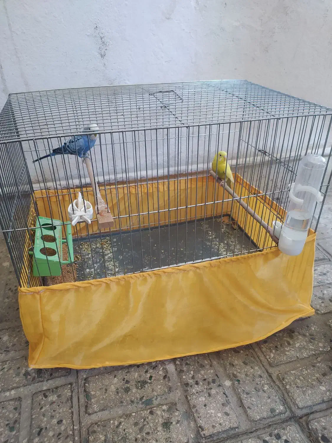 یک جفت مرغ عشق سالم سرحال با قفس لوازم|پرنده|تهران, شکوفه (عبدل آباد)|دیوار