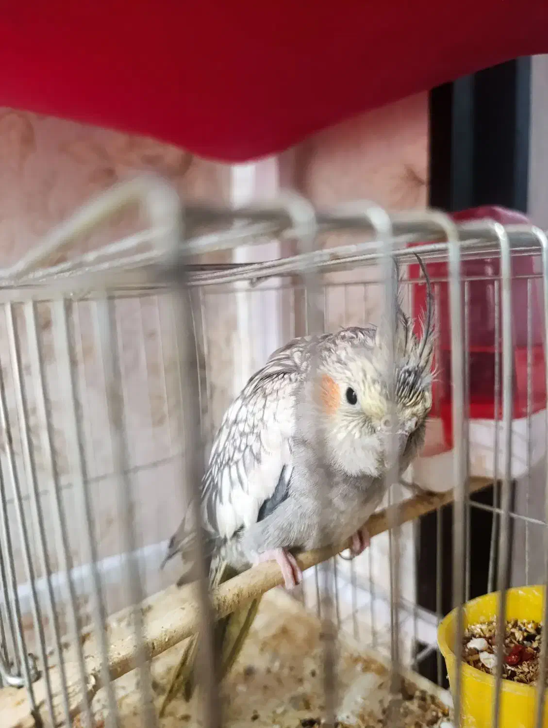 عروس هلندی خوشگل|پرنده|ارومیه, |دیوار