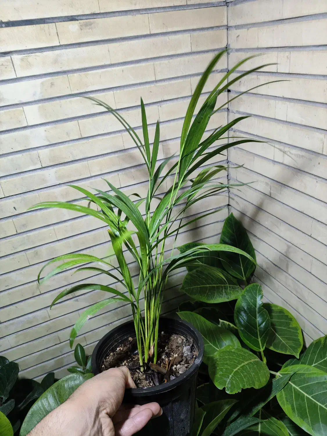 عضو شو بازدید کن هدیه ببر|گل و گیاه طبیعی|اصفهان, شاه پسند|دیوار