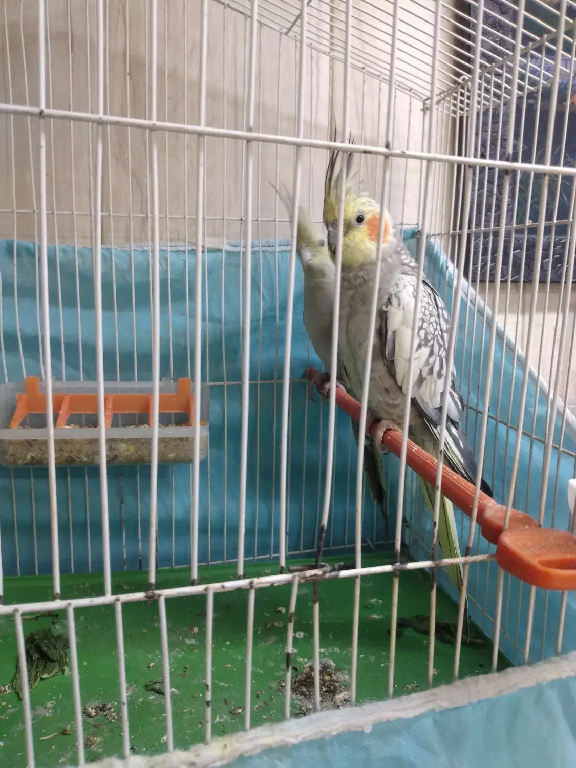 جفت عروس هلندی|پرنده|بندر امام خمینی, |دیوار