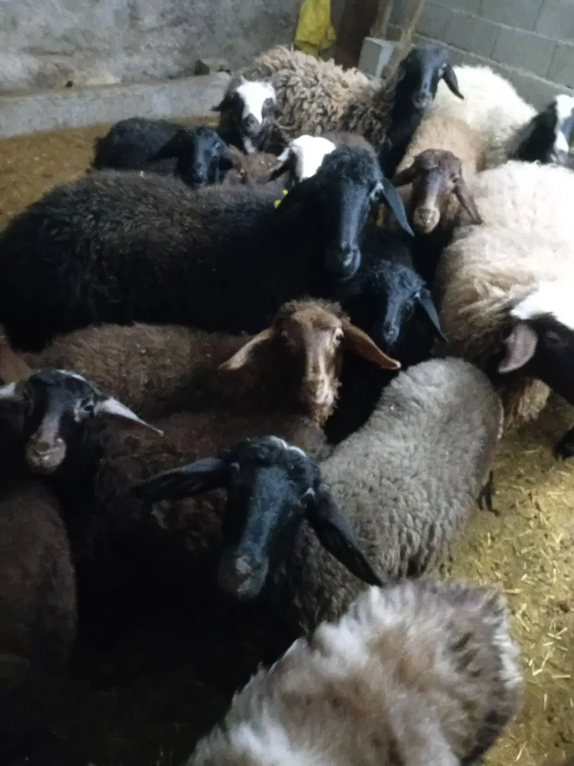 گوسفند برای نگهداری|حیوانات مزرعه|نمین, |دیوار