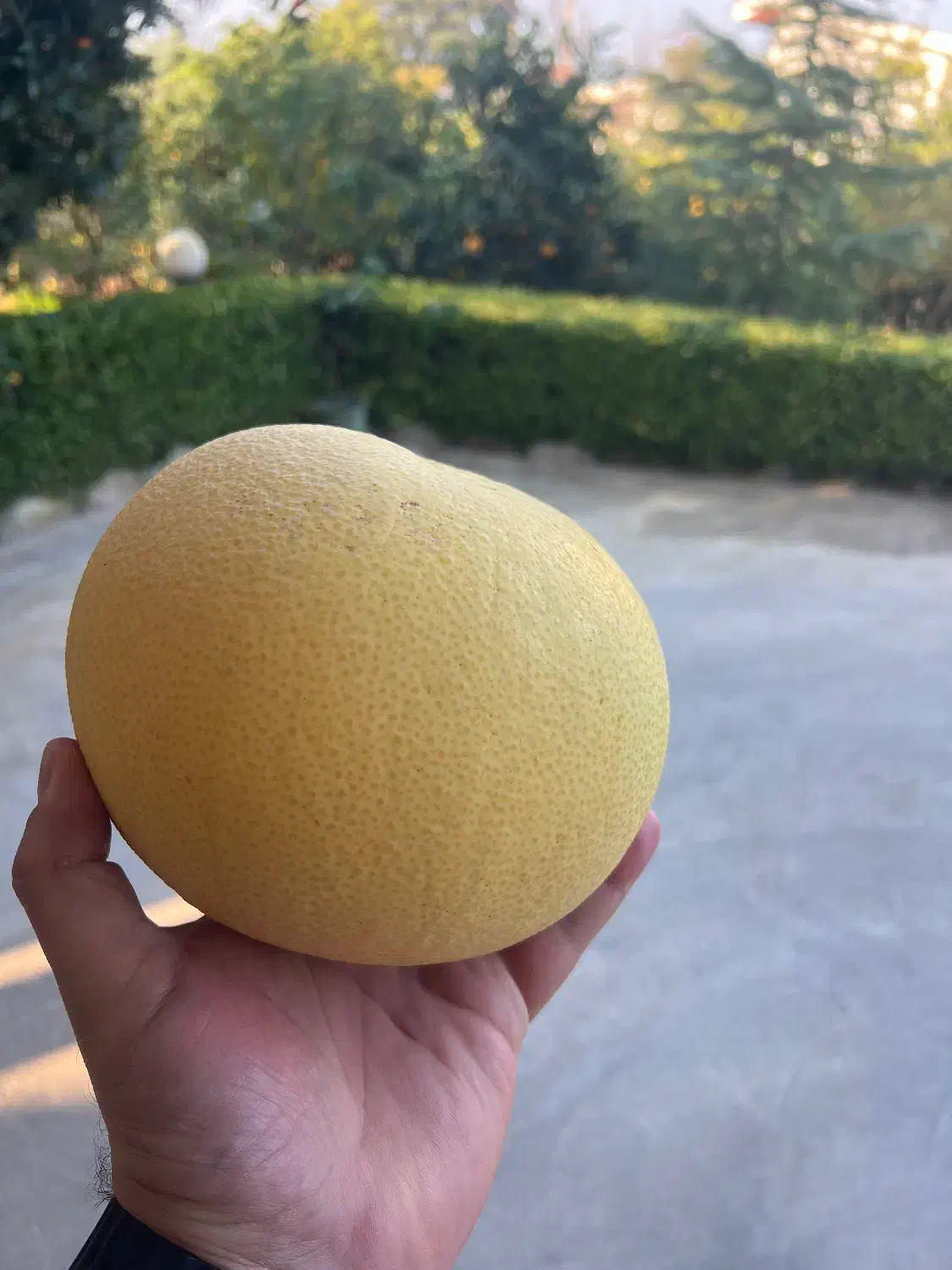 فروش سلطان مرکبات|خوردنی و آشامیدنی|نشتارود, |دیوار