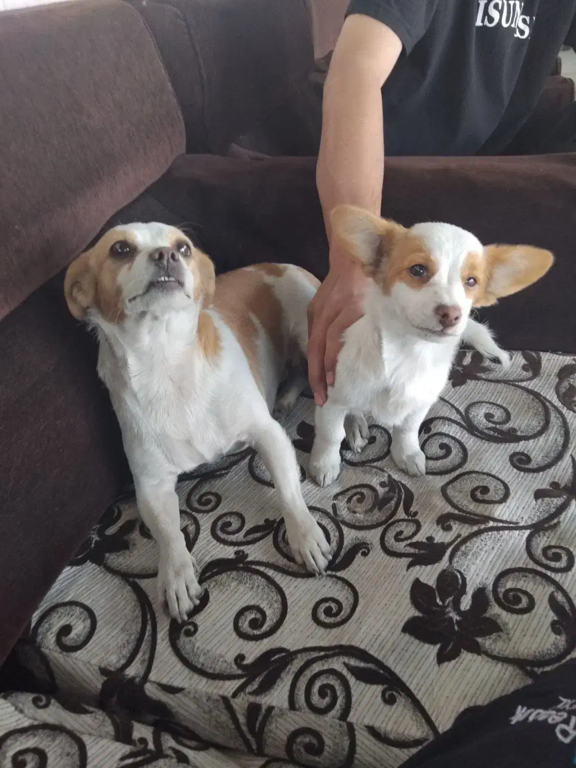 واگذاری ۲قلاده اشپیتز روباهی خالص وبازیگوش|سگ|ورامین, ورامین|دیوار