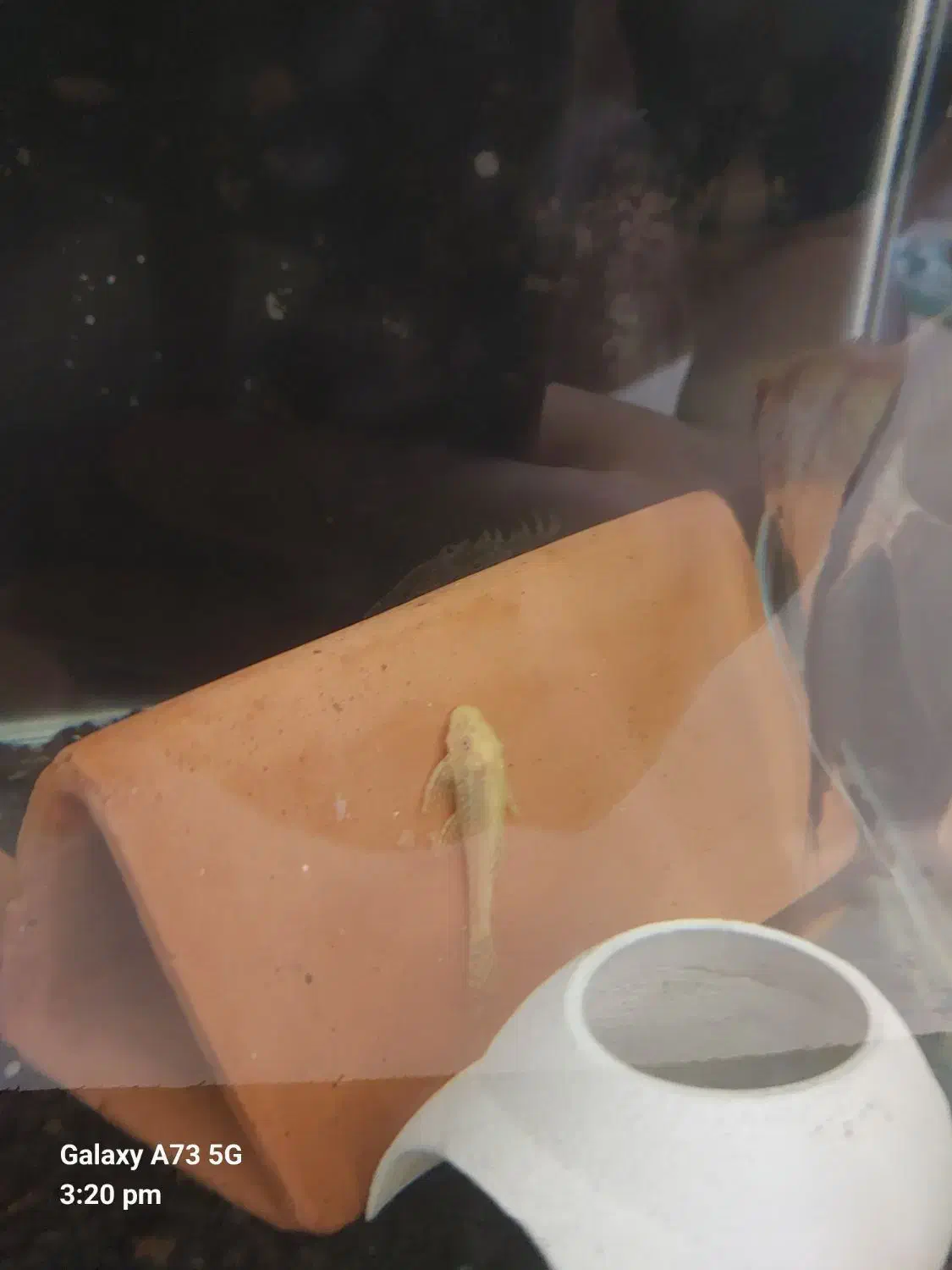 ماهی ، آکواریوم ، آنجل و پوزه بوته ای پمپ هوا|ماهی|گرگان, |دیوار