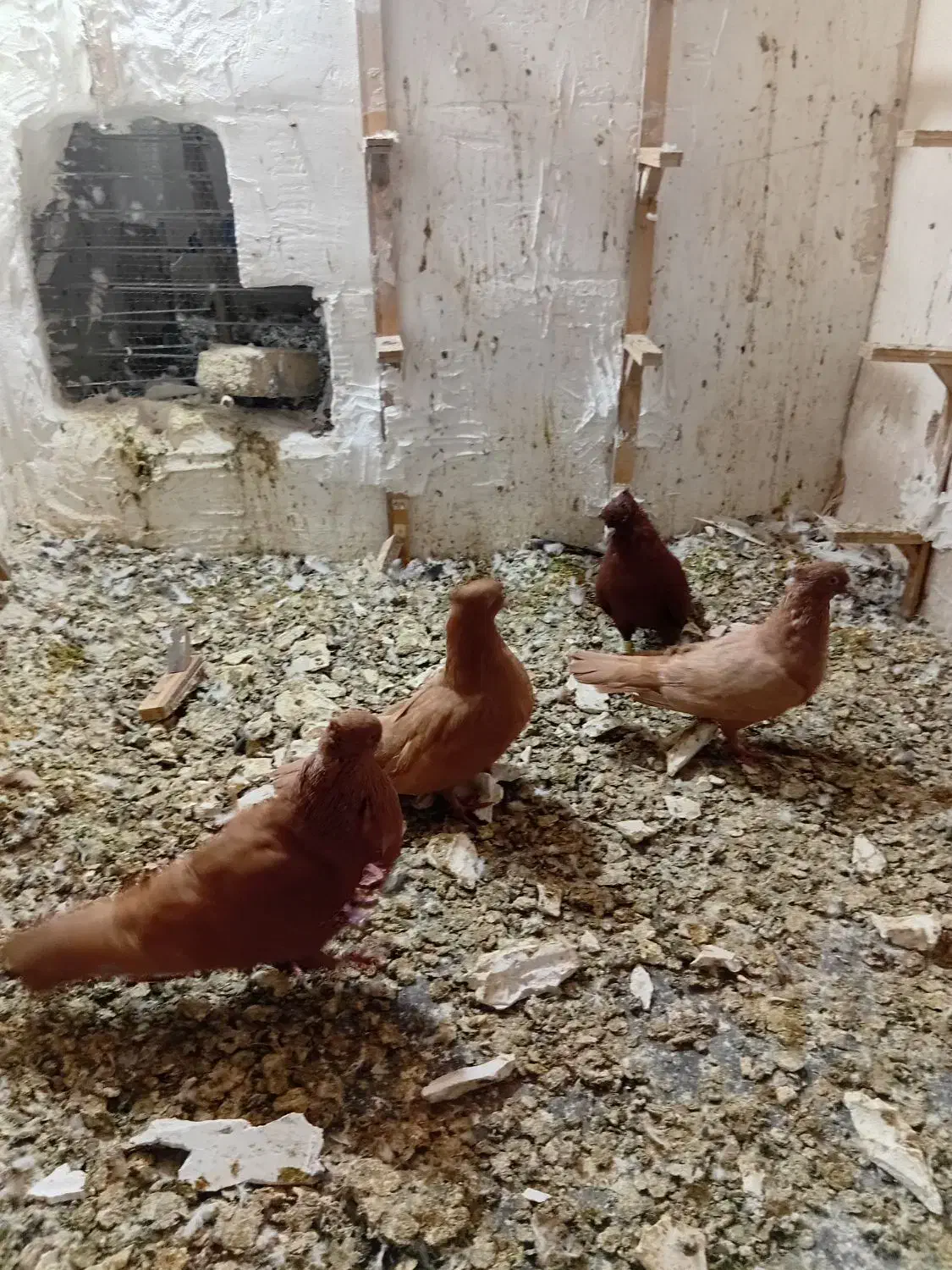 کبوتر زرد سرخ|پرنده|نیشابور, بنیاد شهید|دیوار