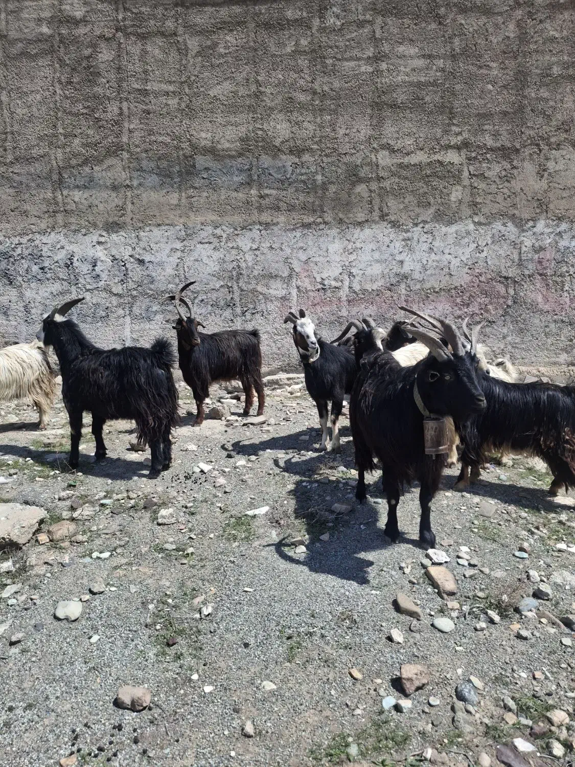 دام|حیوانات مزرعه|فردیس, شهرک اسکویی|دیوار