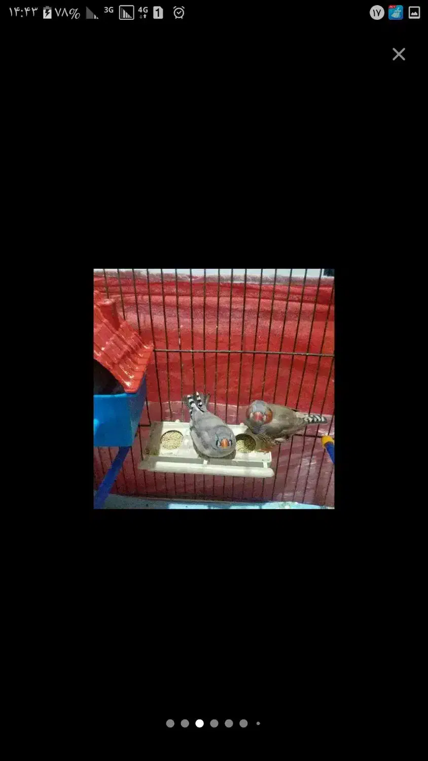 جفت اصل هیکل قول پیکر جامبو پاستیل|پرنده|چمران, |دیوار