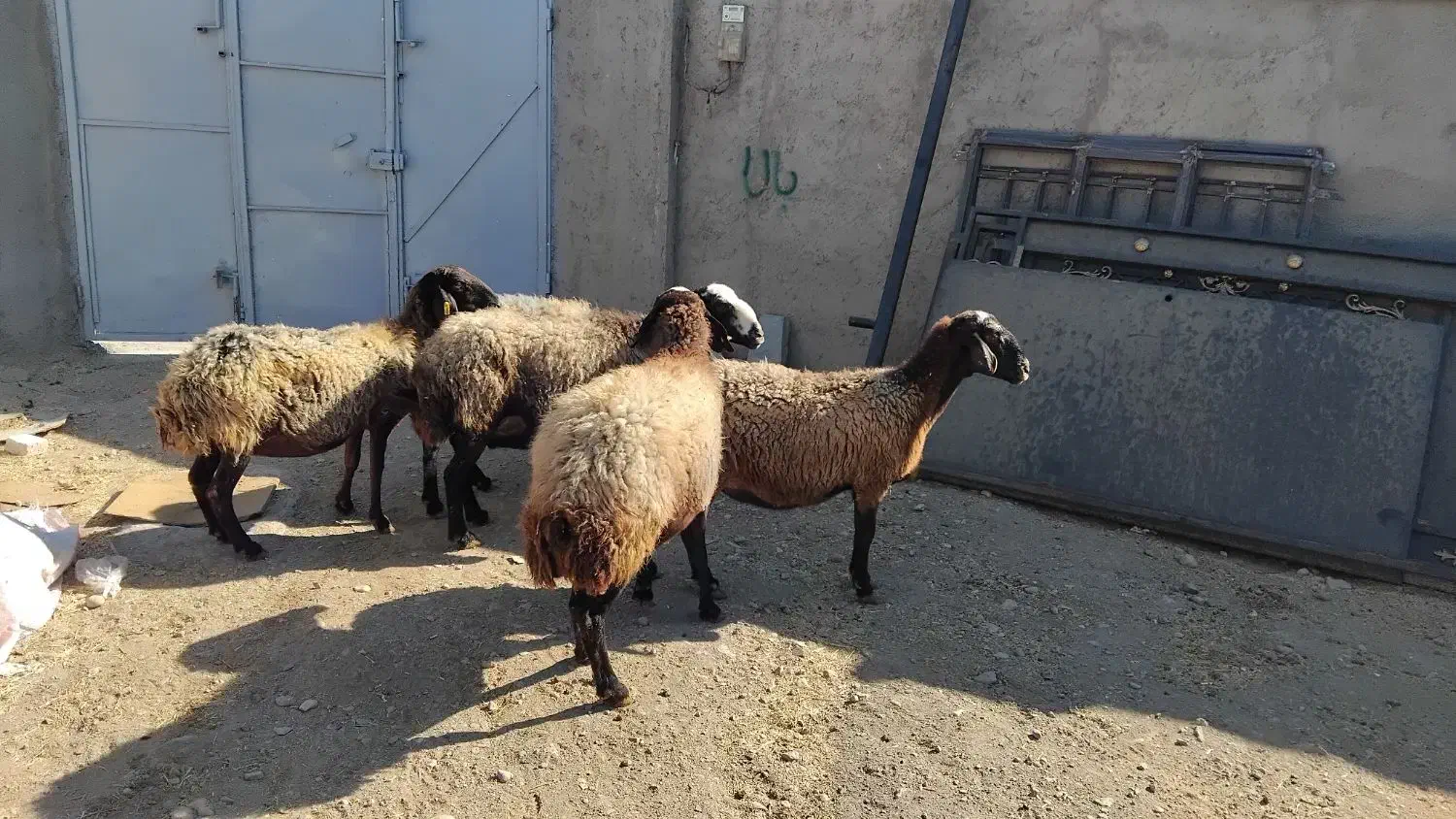 گوسفند زنده جهت قربانی|حیوانات مزرعه|کرج, دهقان ویلا|دیوار