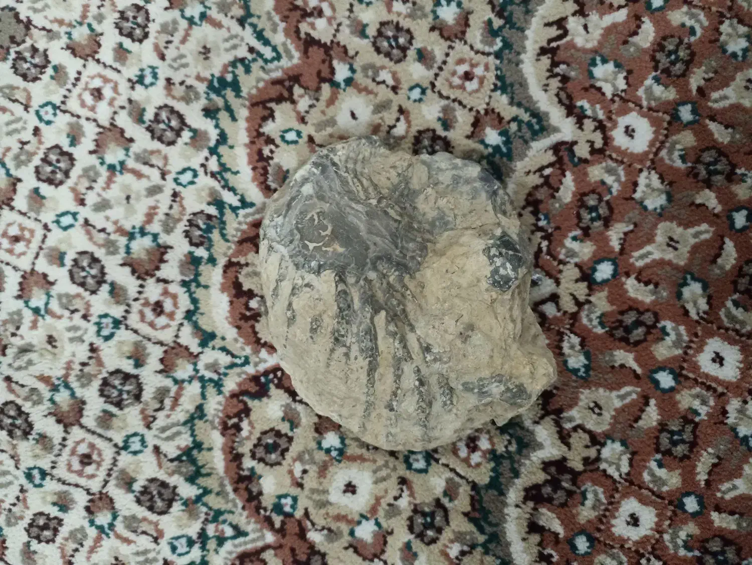 فسیل صدف|جواهرات|اردستان, |دیوار