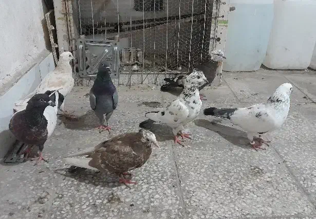 فروشی همه دونه ۲۰۰|پرنده|بندرعباس, |دیوار