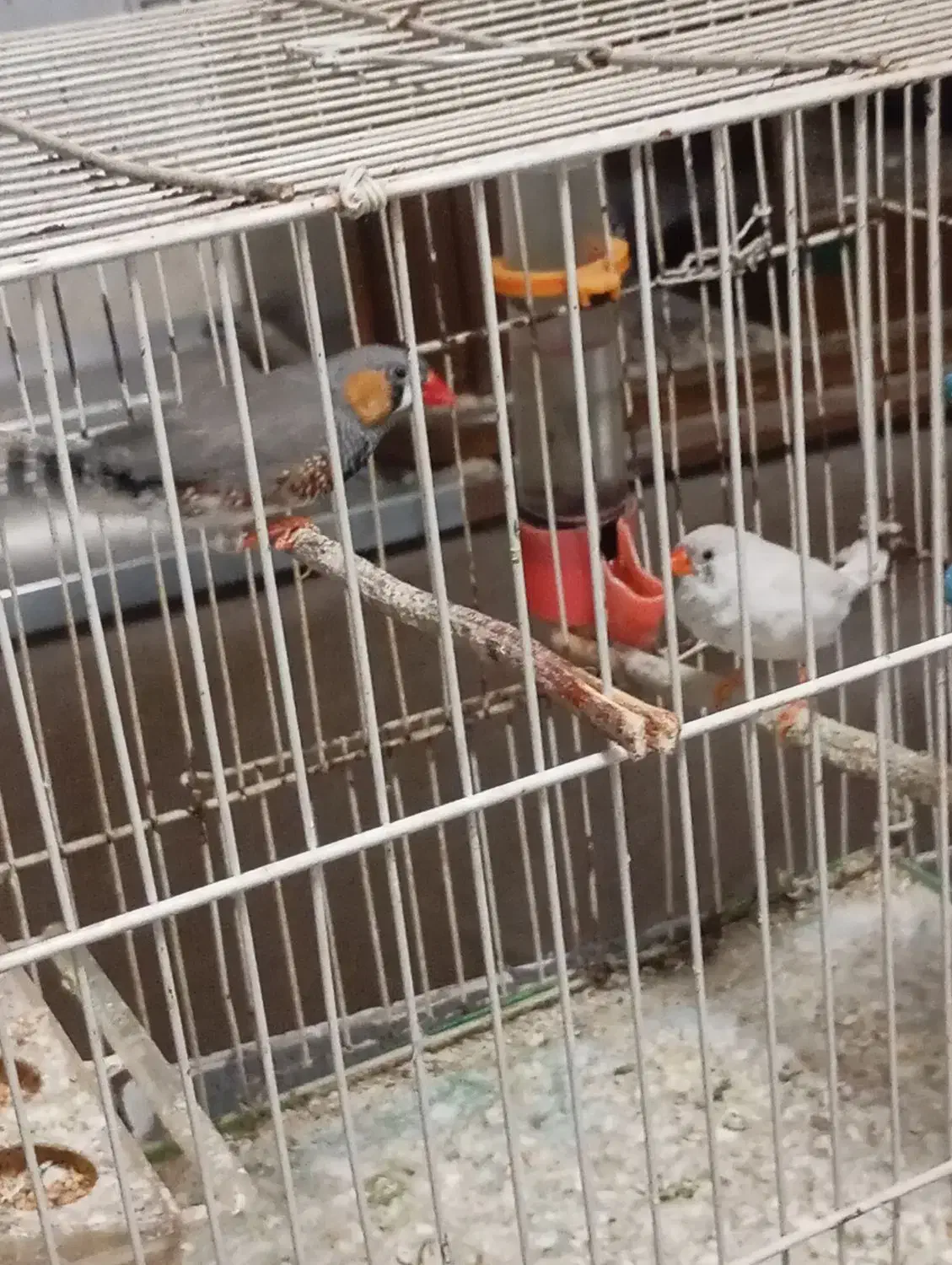 فنچ|پرنده|تربتحیدریه, مسجد جامع|دیوار