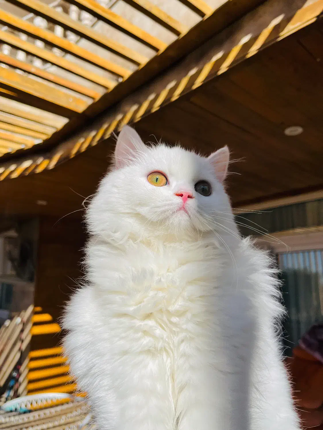 گربه بریتیش لانگهیر|گربه|یاسوج, |دیوار