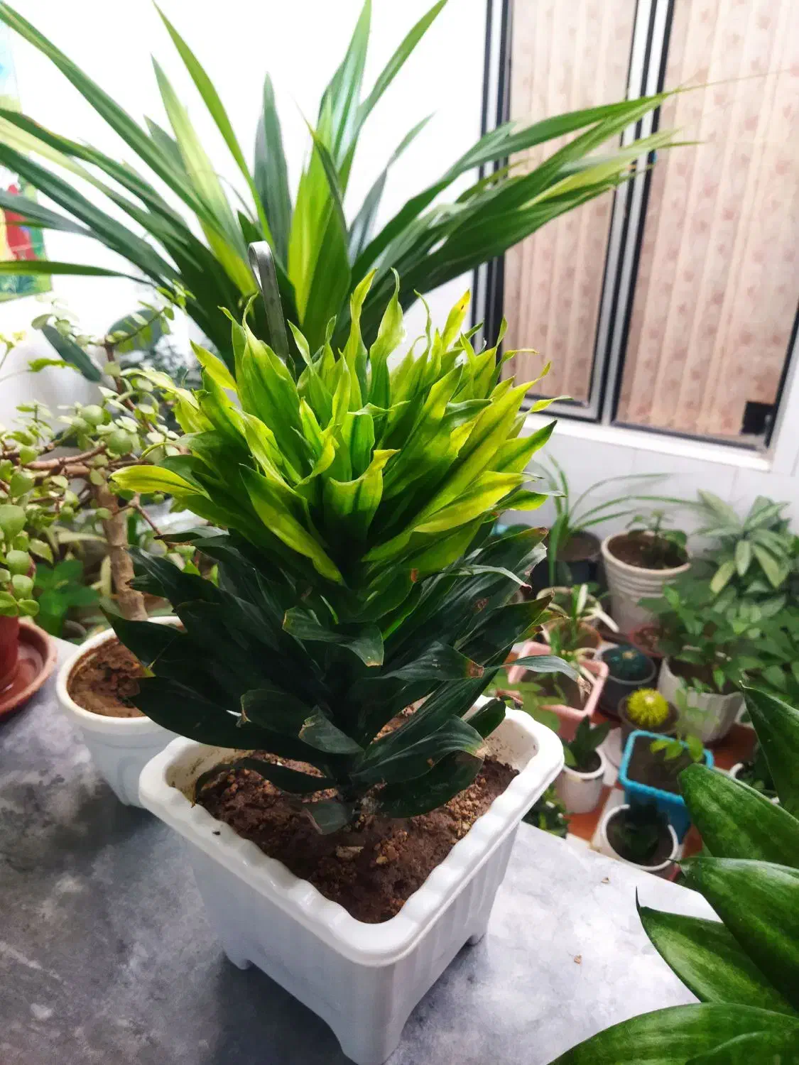 گل طبیعی|گل و گیاه طبیعی|کرمانشاه, |دیوار