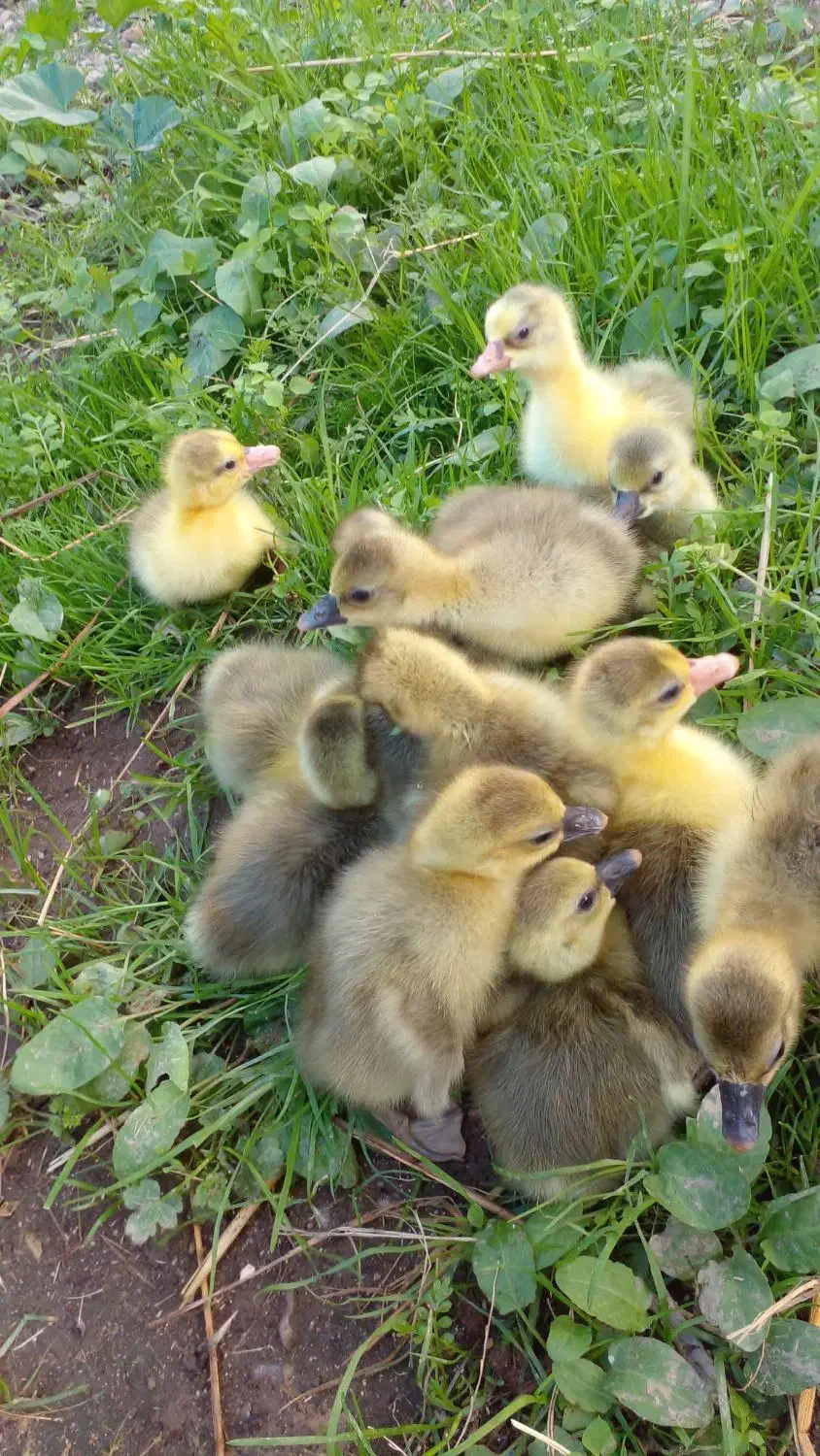 جوجه غاز و جوجه بوقلمون محلی مشکی|حیوانات مزرعه|گلوگاه بابل (گلیا), |دیوار