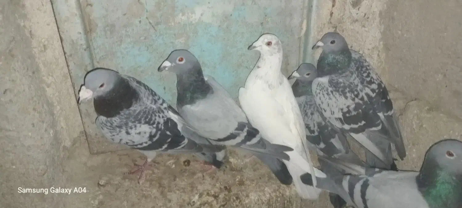 چند جفت کبوتر بفروش میرسد|پرنده|سراوان, |دیوار