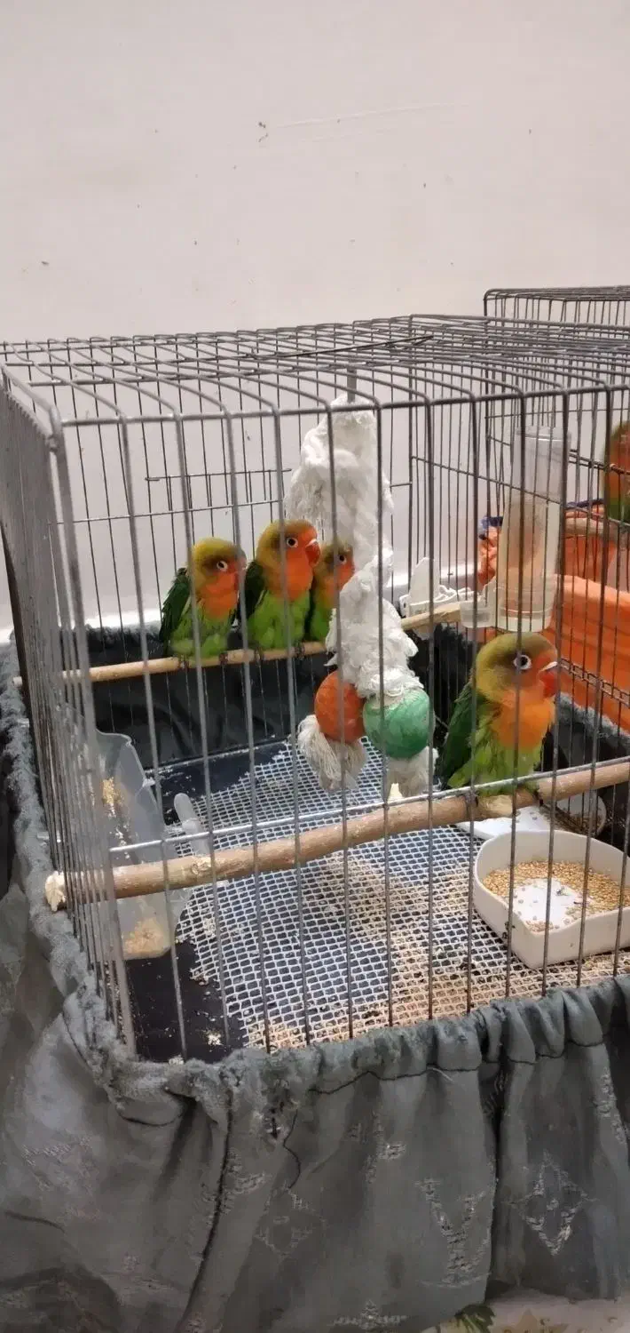 طوطی برزیلی|پرنده|اسلام‌شهر, زرافشان|دیوار